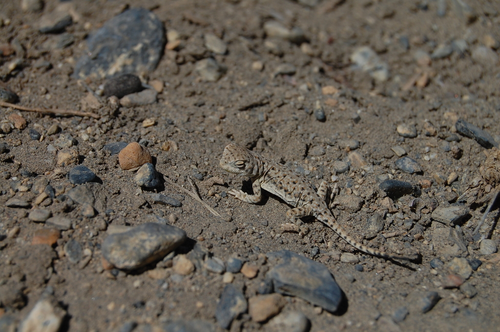 Montane toad-headed agama