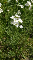 Cardamine pratensis