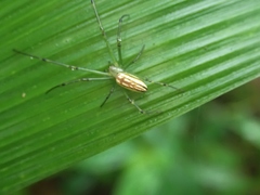 Leucauge celebesiana