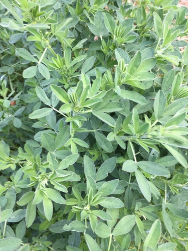 Medicago sativa