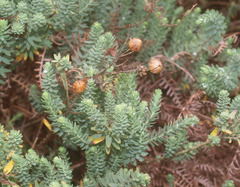 Linum monogynum monogynum