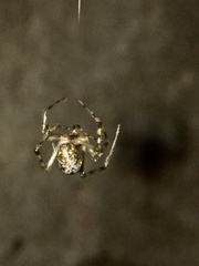 Parasteatoda tepidariorum