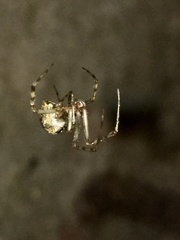 Parasteatoda tepidariorum