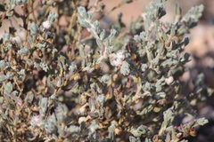Dissocarpus paradoxus