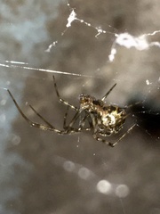 Parasteatoda tepidariorum