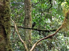 Eupherusa nigriventris