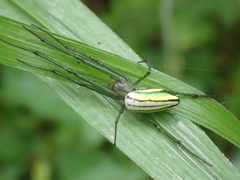 Leucauge celebesiana