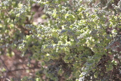 Maireana pyramidata