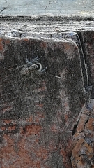 Pseudicius encarpatus