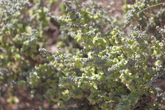 Maireana pyramidata