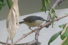 Prinia socialis