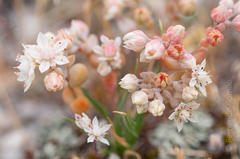 Sedum pedicellatum
