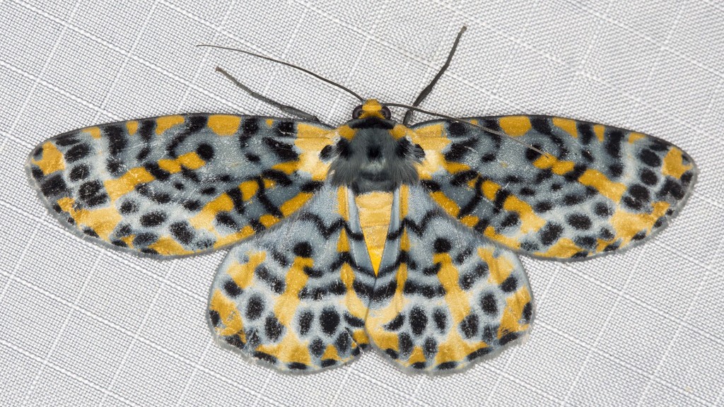 Southern Bracca