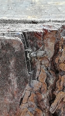 Pseudicius encarpatus