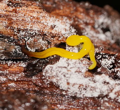 Fletchamia mediolineata