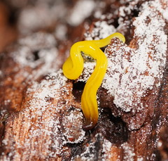 Fletchamia mediolineata