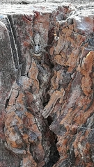 Pseudicius encarpatus