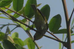 Zosterops palpebrosus