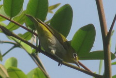 Zosterops palpebrosus