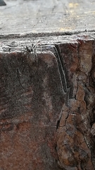 Pseudicius encarpatus