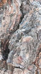 Pseudicius encarpatus