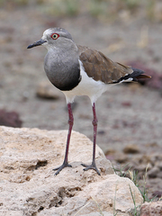Vanellus melanopterus