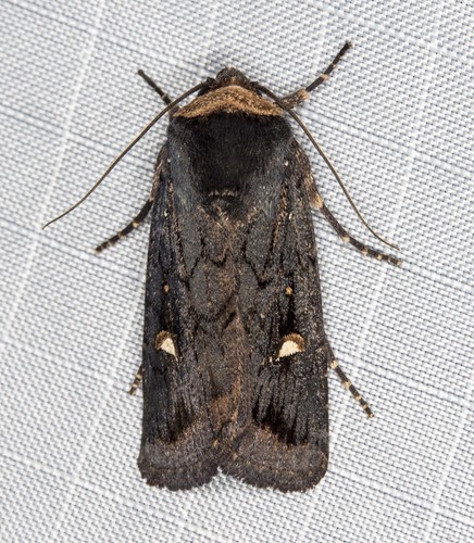 Proteuxoa testaceicollis Guenée, 1852