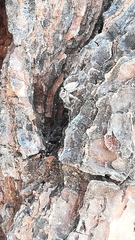 Pseudicius encarpatus