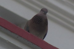 Streptopelia chinensis