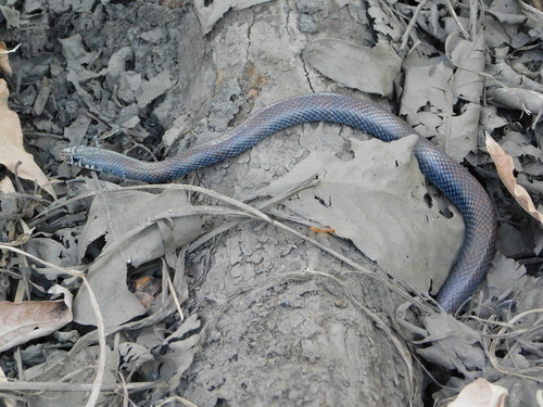 Photo of a Semiornate Smooth Snake (Meizodon semiornatus)