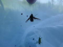 Bombylius fimbriatus