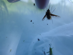 Bombylius fimbriatus