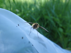 Bombylius fimbriatus