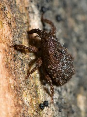 Phrynixus astutus