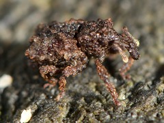 Phrynixus astutus