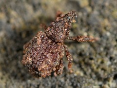 Phrynixus astutus