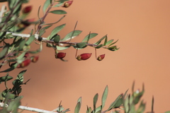 Eremophila maculata