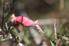 Eremophila maculata