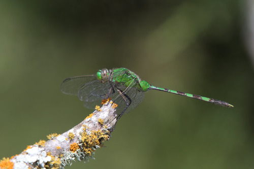 Great Pondhawk
