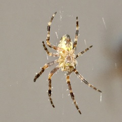 Araneus diadematus
