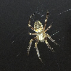 Araneus diadematus