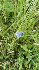 Polyommatus icarus