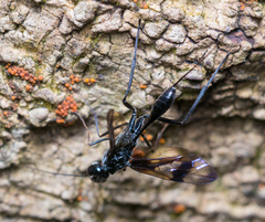 Aulacidae