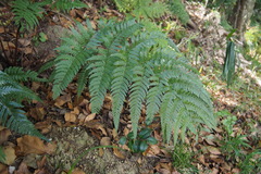Dryopteris nipponensis