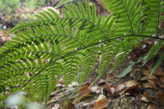 Dryopteris nipponensis