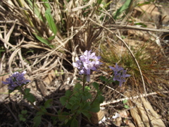 Phyllopodium diffusum