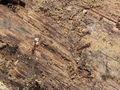 Stigmatomma pallipes