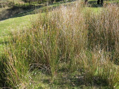 Cyperus gymnocaulos