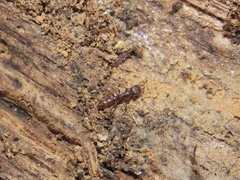 Stigmatomma pallipes