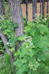 Thalictrum baicalense
